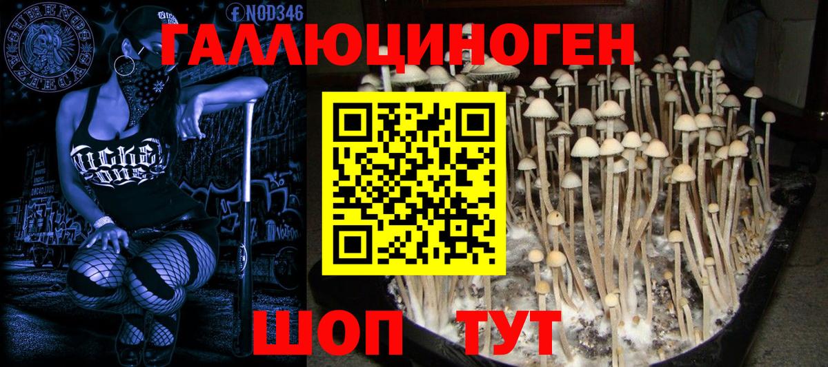 Псилоцибиновые грибы GOLDEN TEACHER Псков